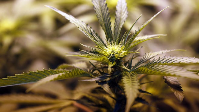 This Sept. 2, 2010 photo shows a marijuana plant as it matures in a grow house in Denver.