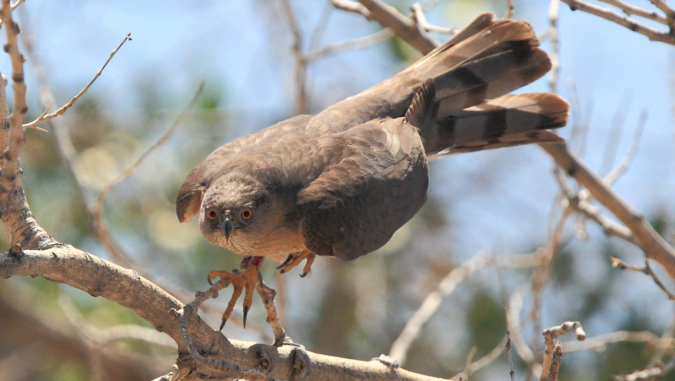 Nmsu Researchers Study Growth Of Hawk Population In Albuquerque
