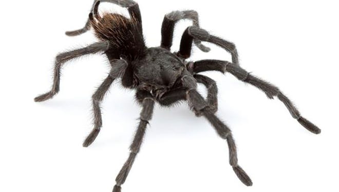 A Johnny Cash tarantula, Aphonopelma johnnycashi.