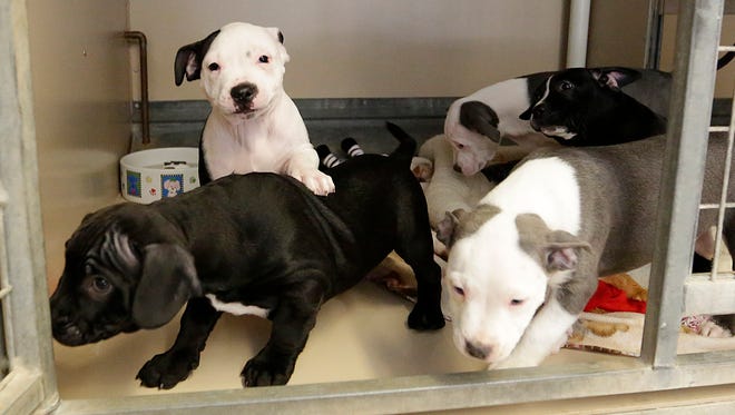 Five 8-week-old pitbull puppies need homes. Mom and the puppies were abandoned in a house in Fond du Lac. There is one girl and four boys.