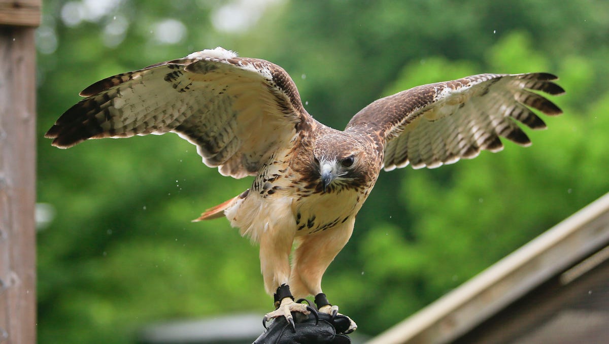 Kentucky lawmaker wants to drop penalties for killing hawks. Conservation groups not happy