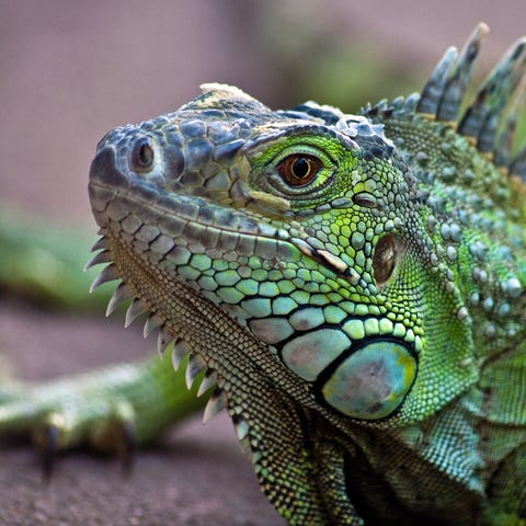 A close-up an iguana.