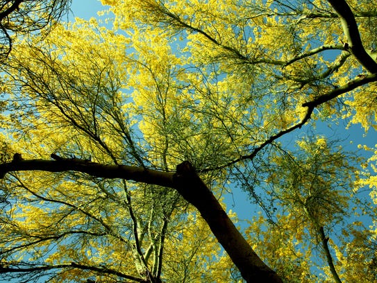 In Arizona, many trees can tolerate the summer months