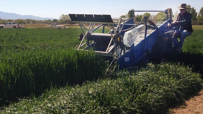 New Mexico State University conducts forage crop research at its Agricultural Science Center at Los Lunas and Tucumcari. Forage crops are ranked third in the state’s agriculture crop categories.