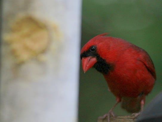 A northern cardinal near the Bark Butter.