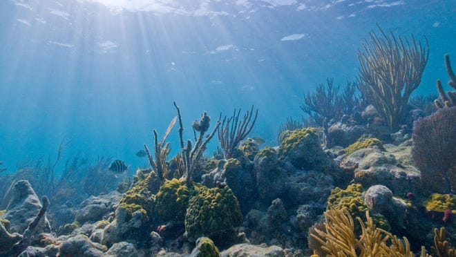 Biscayne National Park boasts one of the largest coral reefs in the world