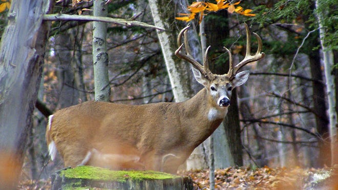 Antlers on bucks can vary in shape and size for reasons that may surprise you.