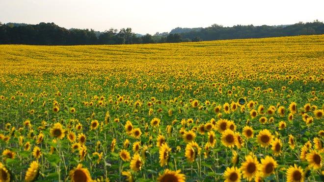 A field of sunflowers I saw in Maryland. This photo does not show but a small part of the glorious sight I saw. They were so tall it was hard to find a place where I could take a photo showing the distance they covered.