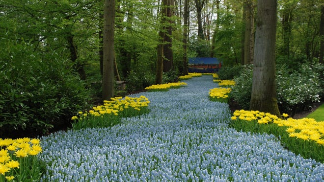 A stream of Muscari planted in the woods with yellow tulips on either side. It looks like a river of flowers.  This photo was taken in Keukenhof Garden in Holland. It has inspired me to create a little stream of them in my garden.
