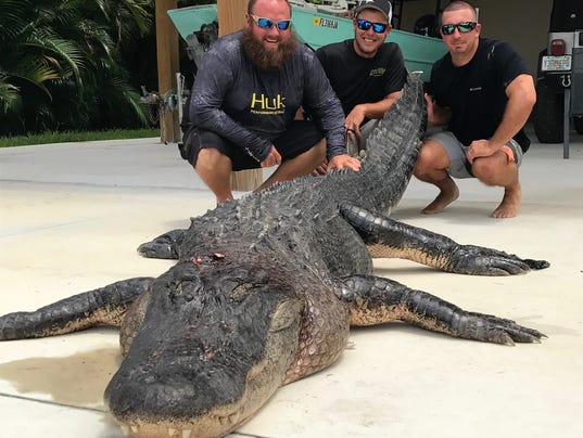 Alligator Hunters Bag Florida S Biggest Gator So Far