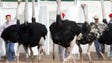 The Ostriches are ready to race during the 28th Annual