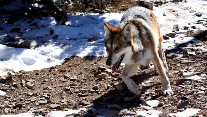 A female Mexican gray wolf tries to avoid being captured for its annual vaccinations and medical checkup in New Mexico in 2015.