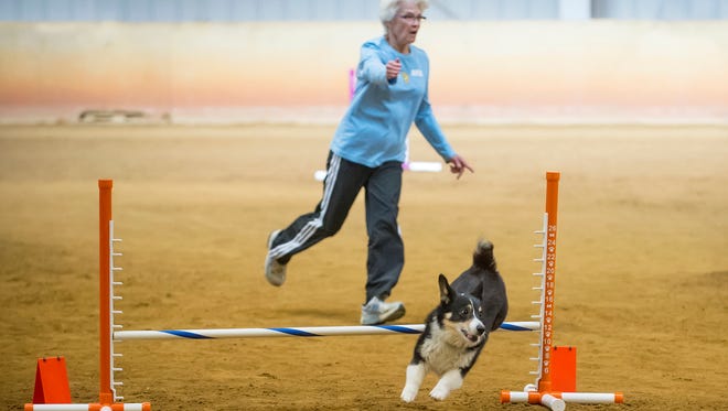 Dog owner Gayle Lape runs an agility course with her dog, Phoenix. Agility has grown every year since it was adopted by the American Kennel Club in 1994, including 48 percent in the last five years.
