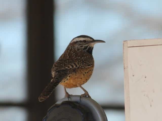 wild about texas cactus wrens found throughout the southwest