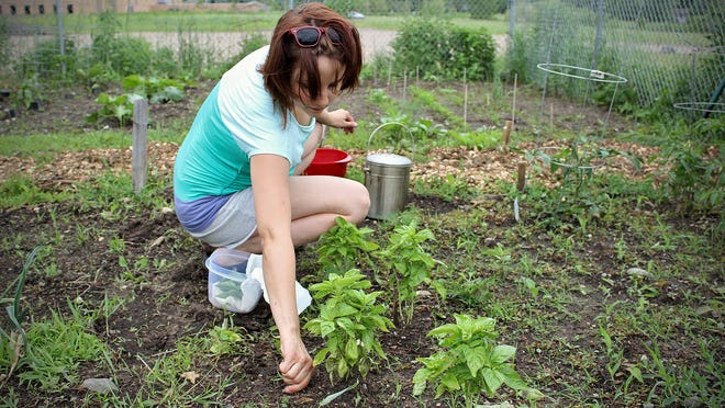 
Melissa Turner pulls weeds in her part of the James H. Kelly Community Garden in St. Cloud on June 18. Turner recently moved to the area from Portland, Oregon.
