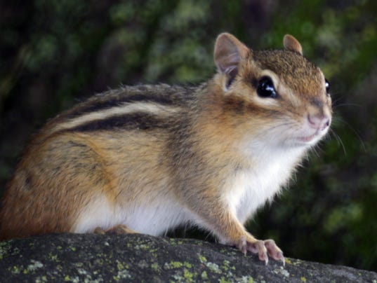 Can Chipmunks Damage Your Property Can Chipmunks Damage Your Property