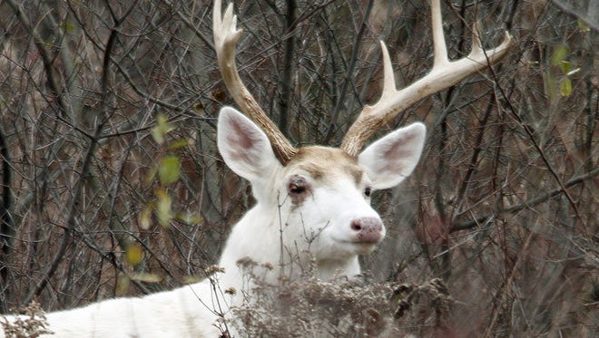 White deer buck in the Seneca Army Depot in New York.