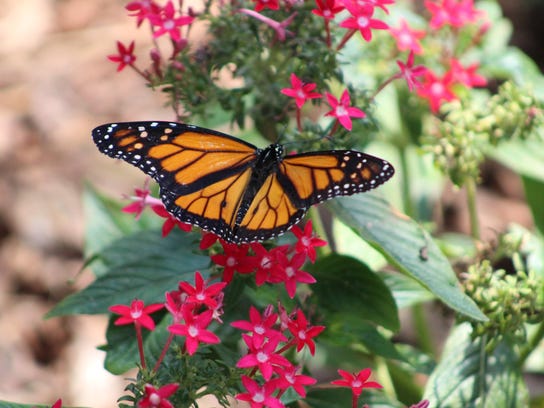 A butterfly gardening class will be held Friday in Milton. If you can't make that one, another is planned for Jan. 19 in Gulf Breeze.