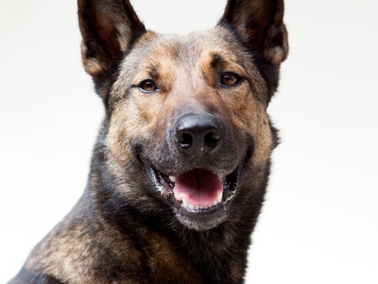 Meet Carlos, the unknown canine star of military drama 'Max'