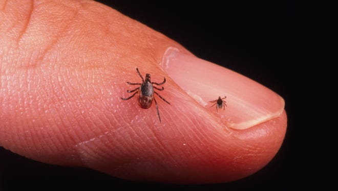 A close-up of an adult female and nymph deer tick, which can transmit Lyme disease. At their smallest, the ticks are the size of a poppy seed.
