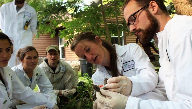 In this undated photo, Jennifer Pendleton, second from right, a research specialist with the Cary Institute of Ecosystem Studies in Millbrook, examines a mouse held by Luke Porter as part of a five-year, $8.8 million study in Dutchess County. The study will seek to identify how to kill ticks in a way that directly reduces how often people get sick. From left  are Daniella Azulai, Kathryn Sweeney and Ilya Fischhoff.