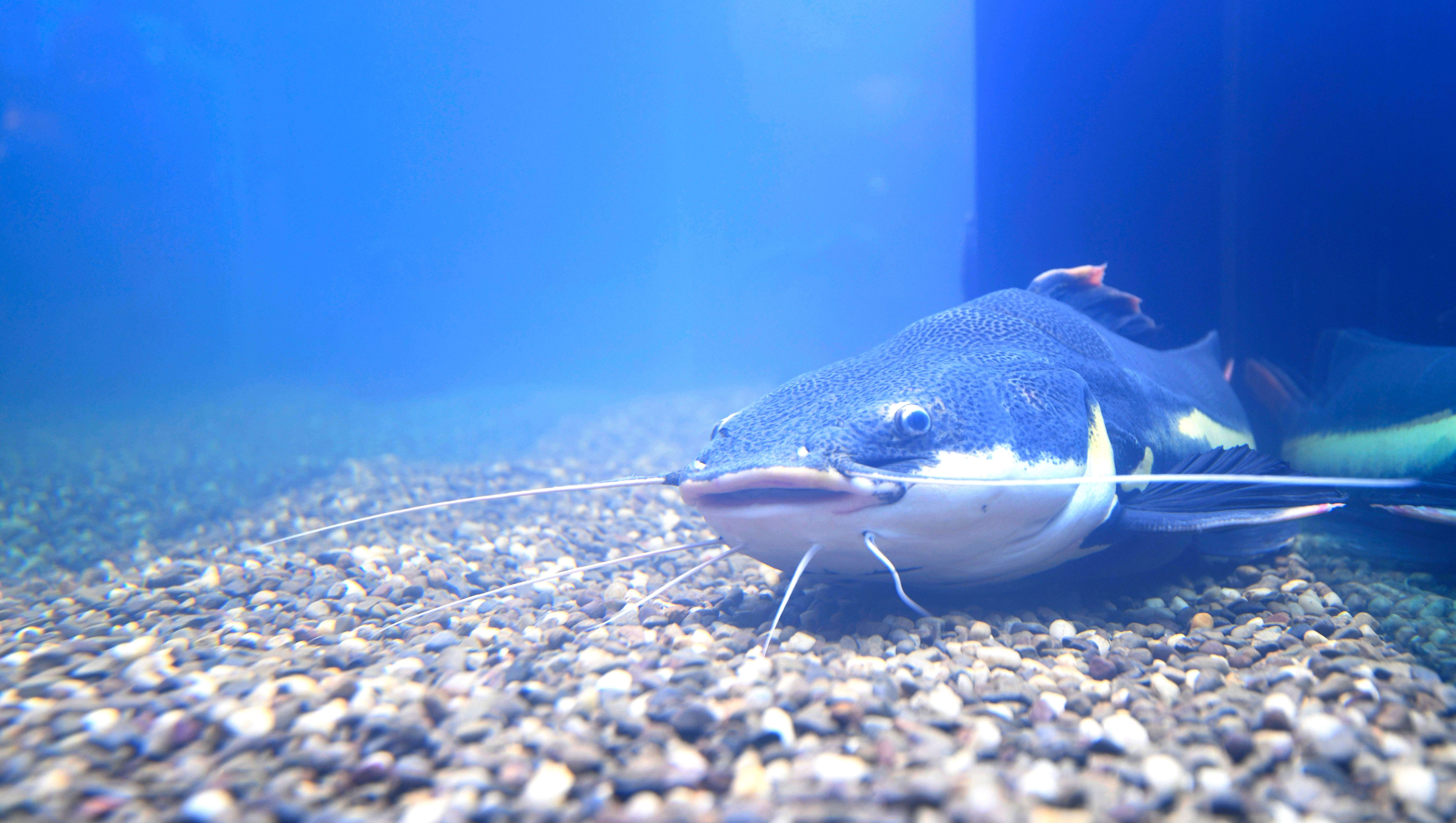 Meet Nashville Predators' new catfish and its 'official keeper'