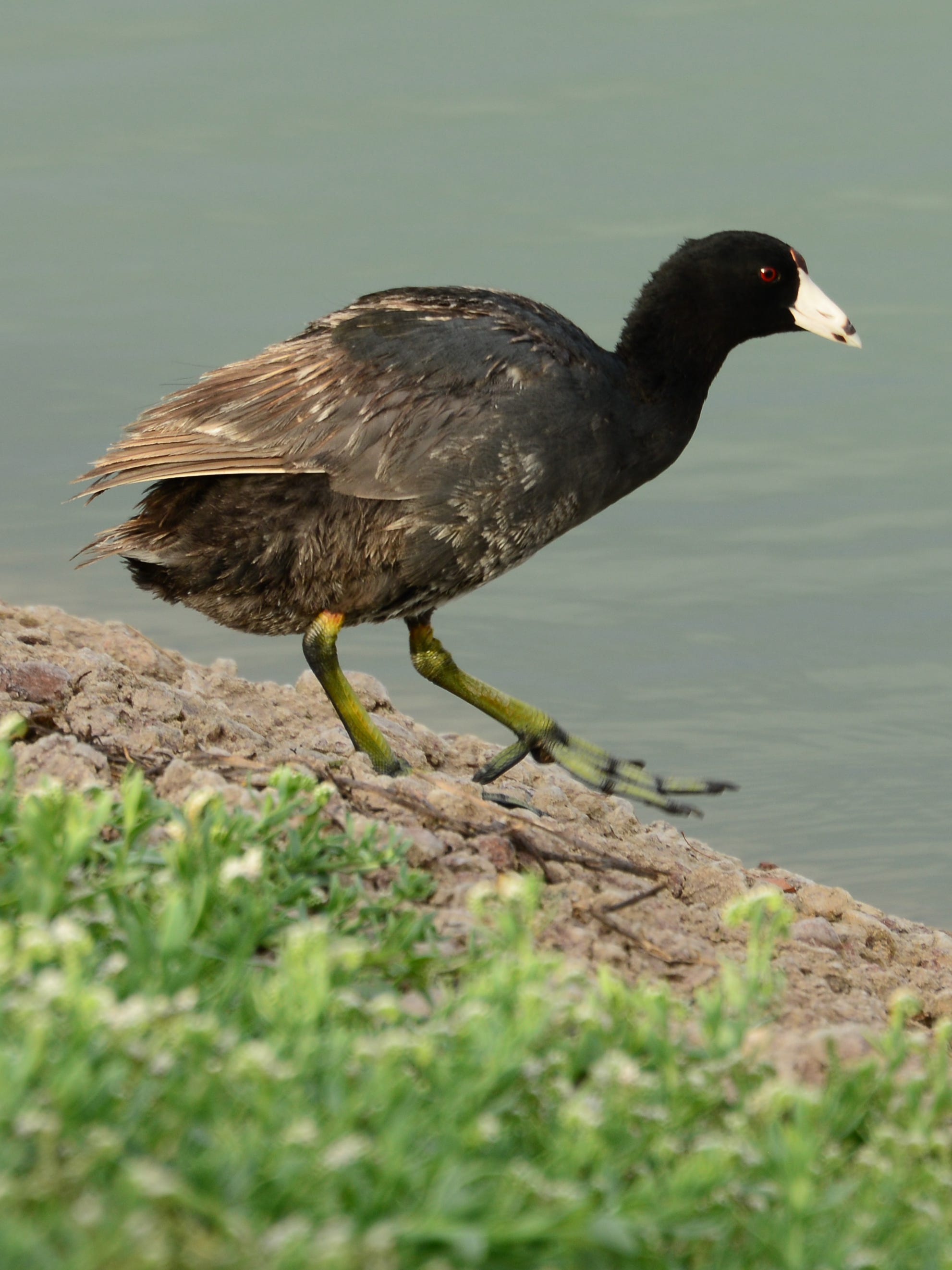 What the heck is a coot? (Nope, not a duck. Guess