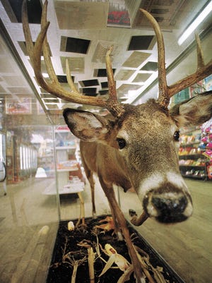 In a file photo from 2001, a "cornfield" buck greets visitors to the Unadilla Store & Deli, the deer shot by former store owner Alex Lyttle, mounted and enclosed in a display case. On top of the display case are various photos people have taken in the area, newspaper clippings and historic accounts of the area.