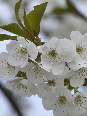 Cherry blossoms are at peak in Sturgeon Bay this week and are near peak or will be at peak farther north of Sturgeon Bay. Cherry blossoms are generally all white. Apple blossoms tend to be pink tinged and are expected to peak soon as well. Tina M. Gohr/USA TODAY NETWORK-Wisconsin