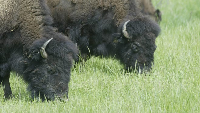 Bison once roamed freely in this area. Today, most live in captivity. The Elk and Bison Prairie at Land Between the Lakes National Recreation Area is home to a herd of 49 bison.