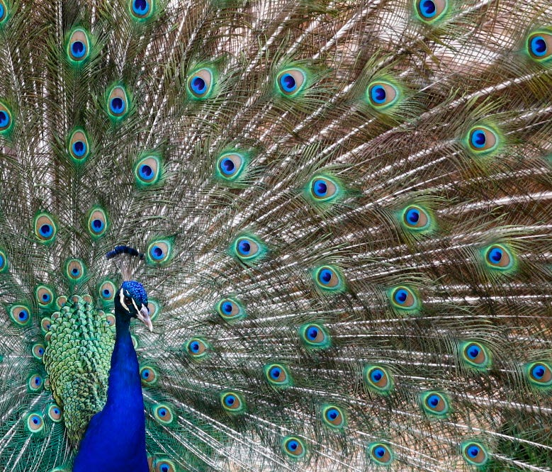 A male peacock displays his feathres as he tries to impress female peacocks at the Joburg Zoo in Johannesburg, South Africa on Jan. 11, 2018.