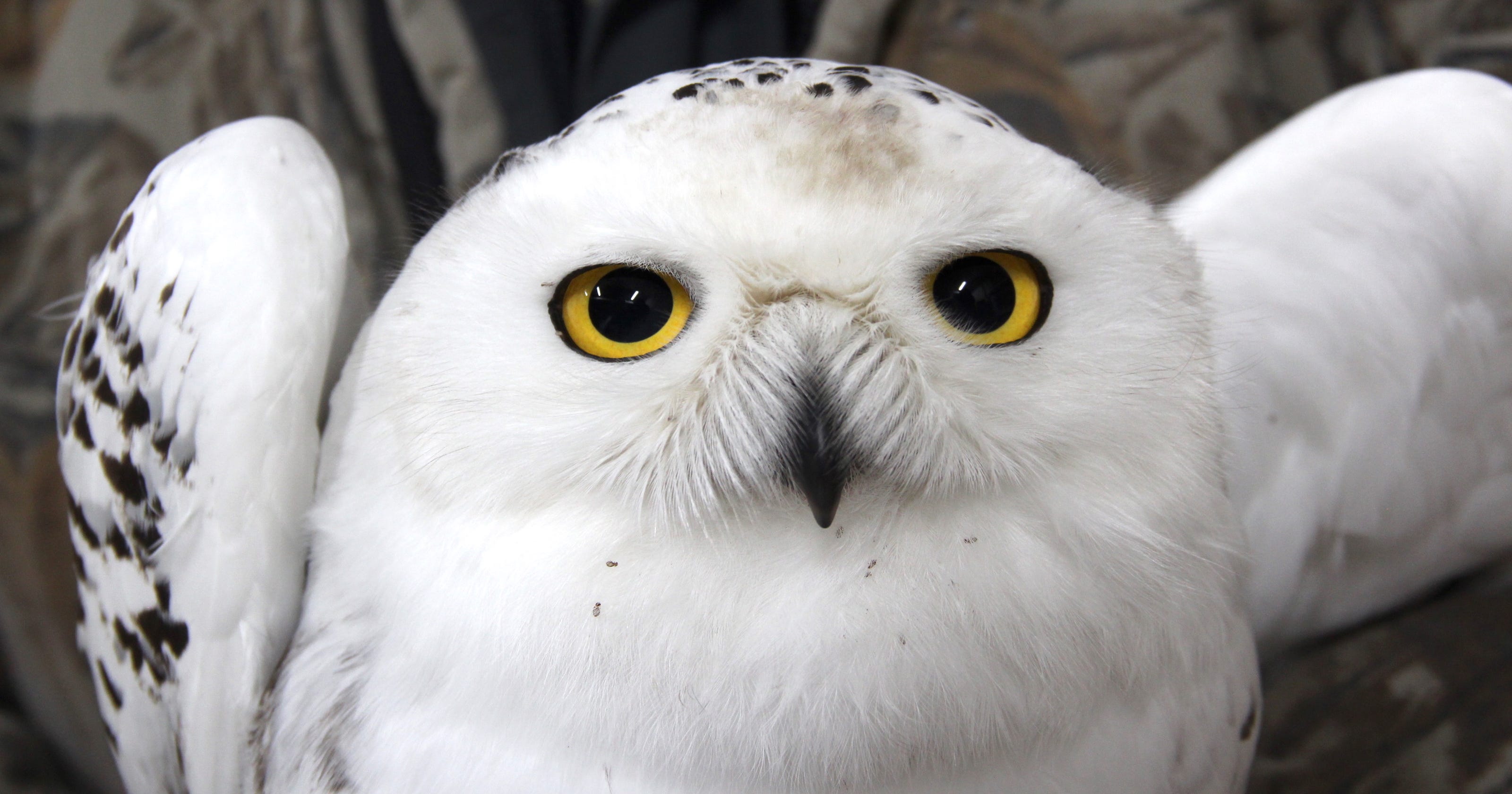 Project SNOWstorm seeks snowy owls in Wisconsin.