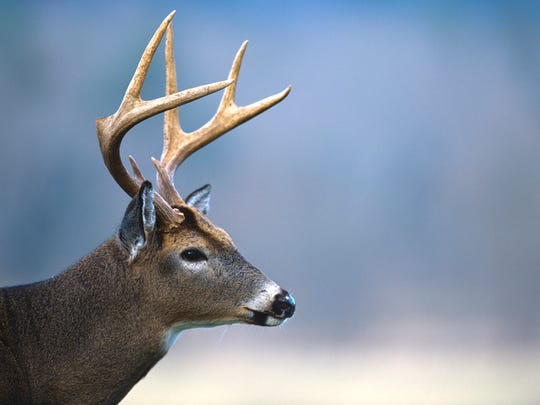 N C Wildlife Commission Bans Out Of State Deer Carcasses To