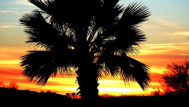 The sun's last rays of the day leave a tree in silhouette against a multicolored sky over Sun City Grand in this photograph shared by George Williams.