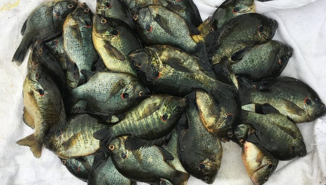 A mess of fun. Shellcrackers and bluegills aplenty are being caught by cane pole anglers at Lake Okeechobee, said Capt. Mike Shellen of Okeechobeebassfishing.com.