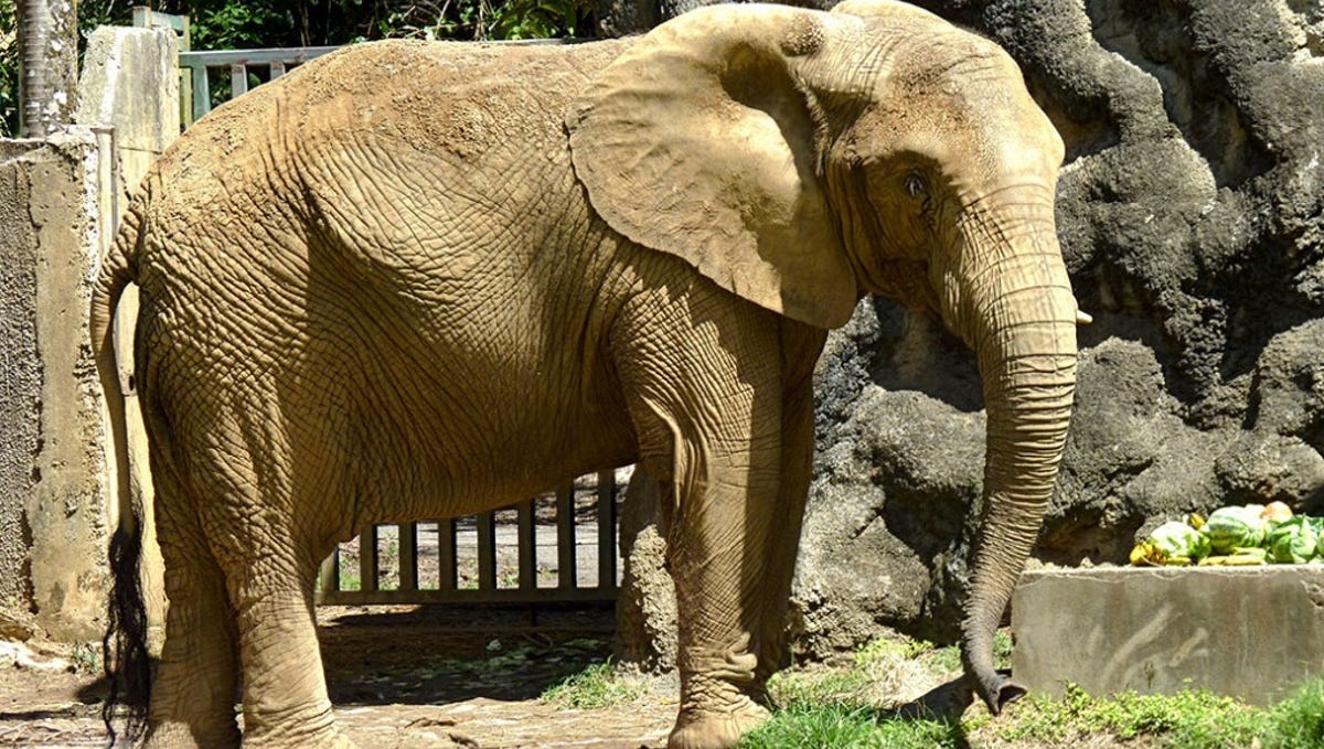 Elephant From Puerto Rico Zoo May Be First At Georgia Sanctuary