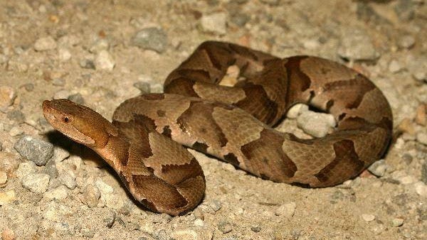 2 Most Populous Nc Counties Tops In Snake Bites 2 Most Populous Nc Counties Tops In Snake Bites
