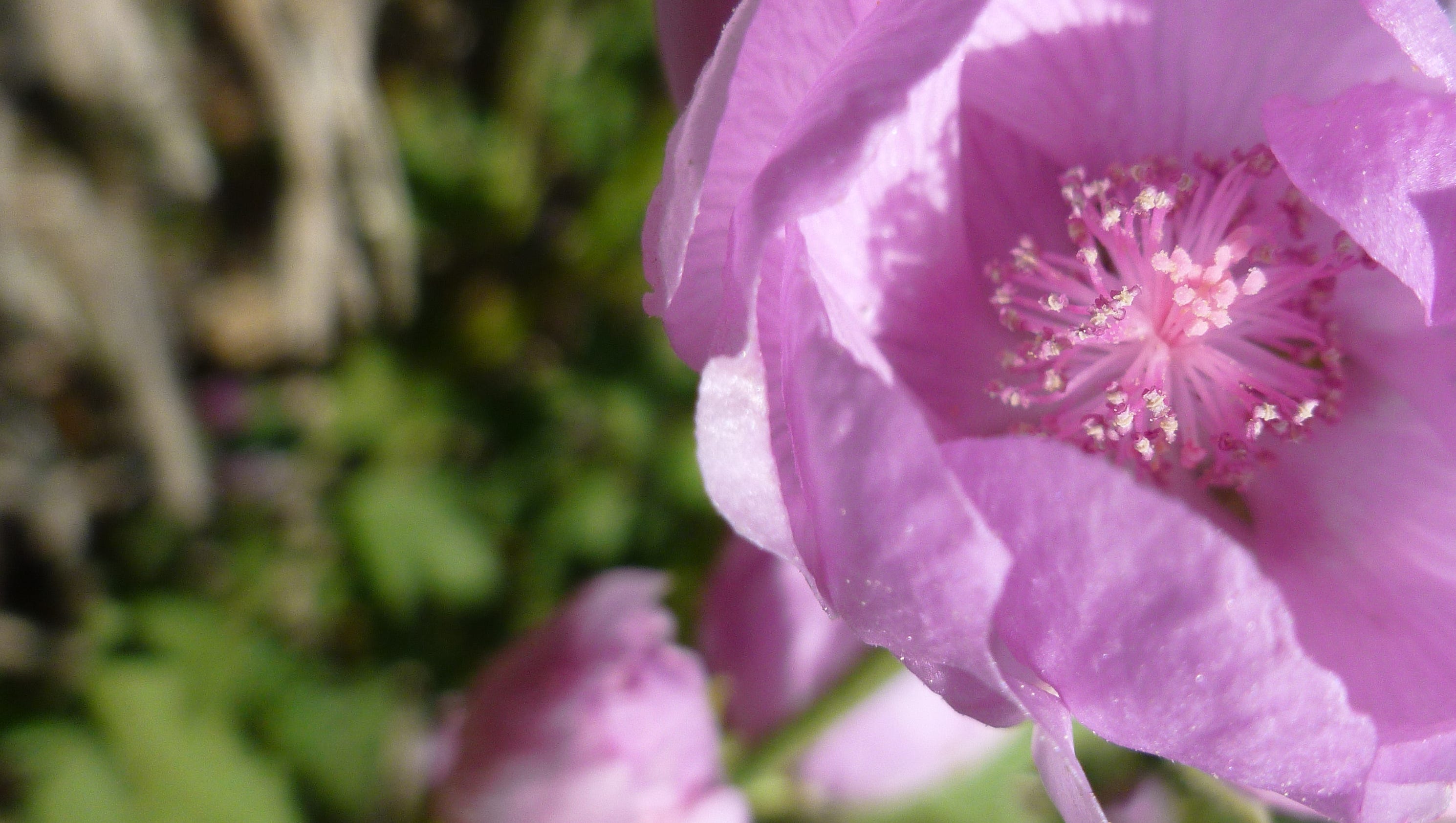 These flowers only bloom after forest fires