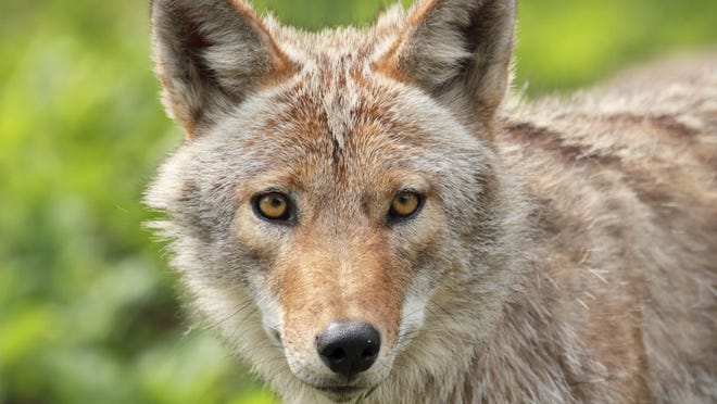 Coyotes have been sighted in South Jersey.