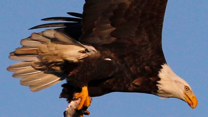 Smith Our National Symbol Is A Soaring Conservation Success