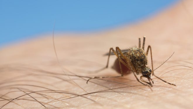 Digital photo of a mosquito stinging human skin.