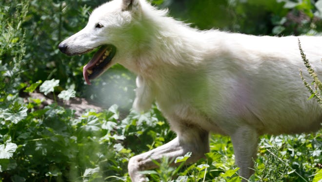 A timber wolf walks around his pen at Lincoln Park Zoo on Thursday, July 14.