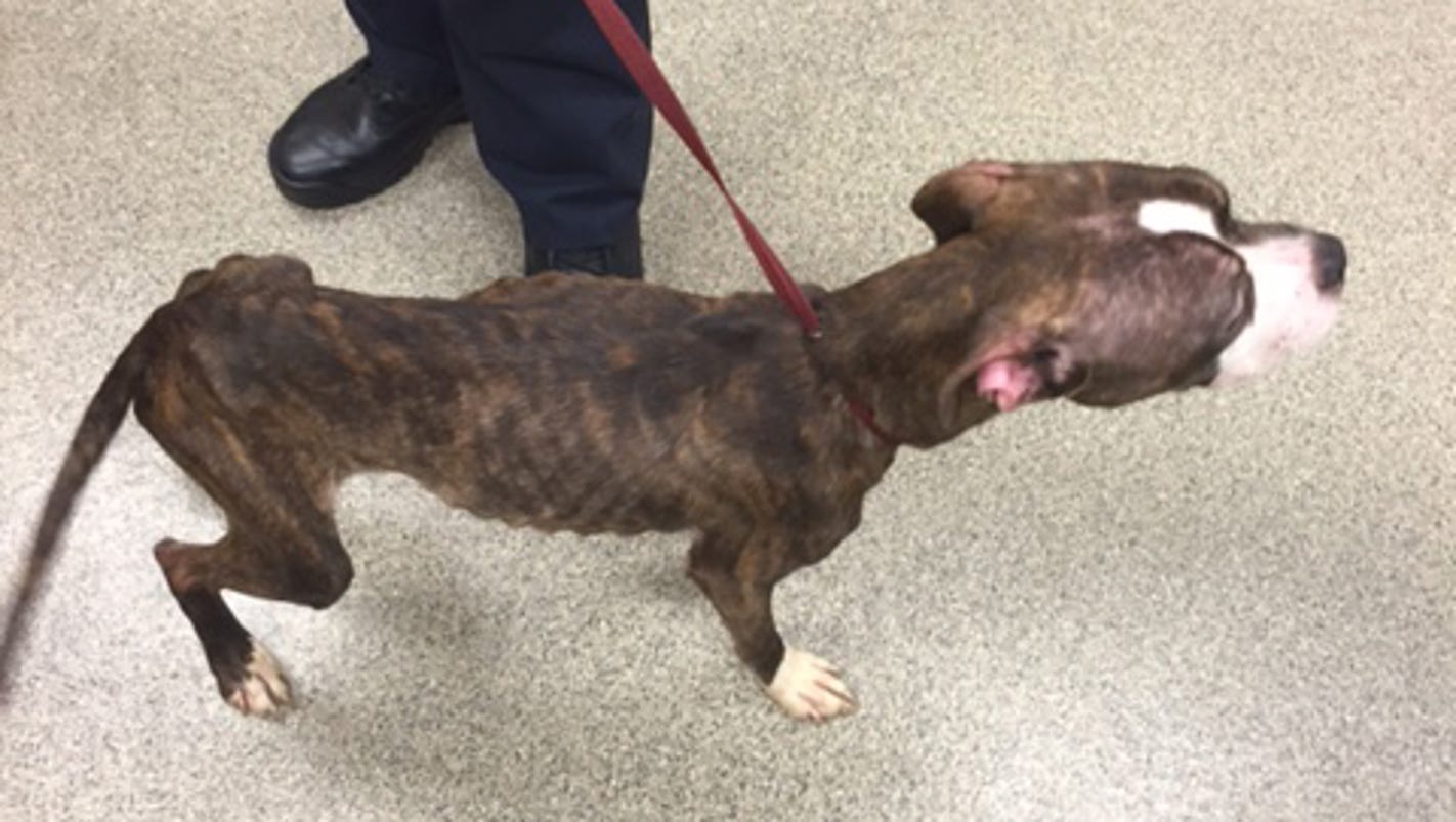 Information on neglected Cape Coral dog sought