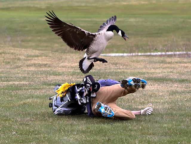 Michigan Golfer 16 Opens Up After Being Attacked By Goose
