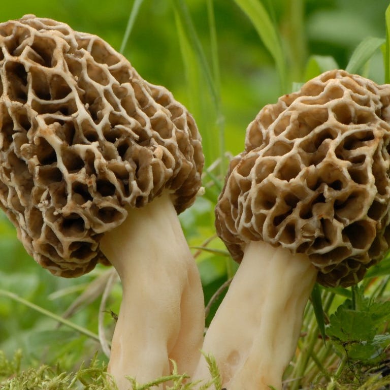 Morels     These extremely sought-after mushrooms have a strange brain-like or honeycomb appearance, and an intensely savory, meaty flavor. As they cannot be cultivated and grow only during a short season in certain areas of the Northern Hemisphere, morels are a rare and expensive seasonal delicacy.