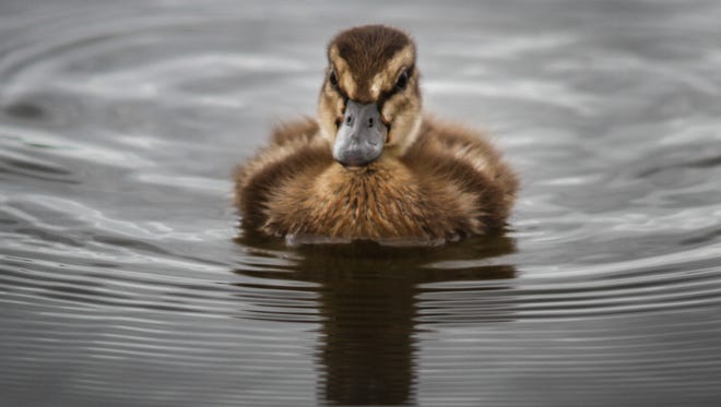 A duckling swims along Bayview Avenue in Berkeley Township, NJ on Aug. 21.