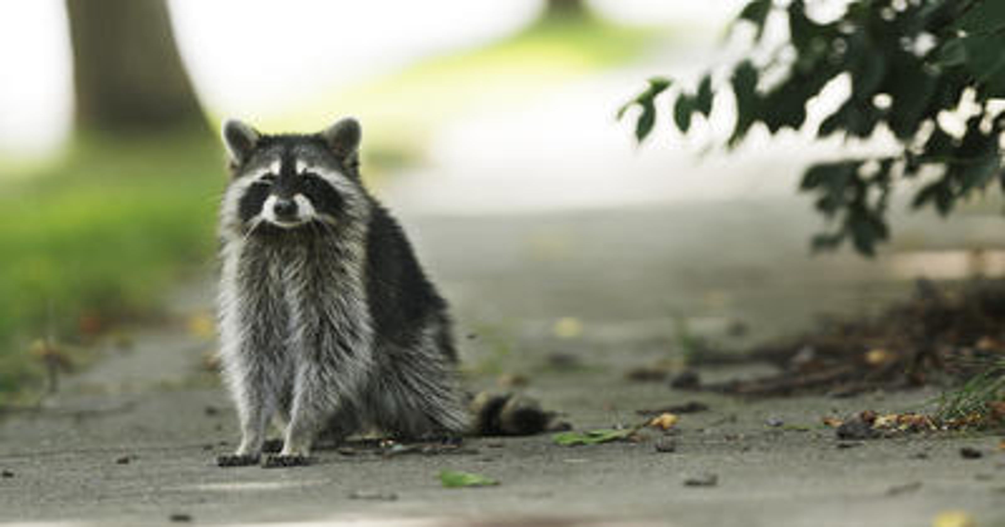 Hillsborough woman, dog bitten by raccoon