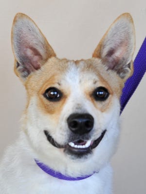 Conner is a 1-year-old neutered, terrier/mix. He gets along with all people and other dogs. He's not sure about cats and is looking for a nice home. Cooner and his friends can be found at the Humane Society of Wichita County.
