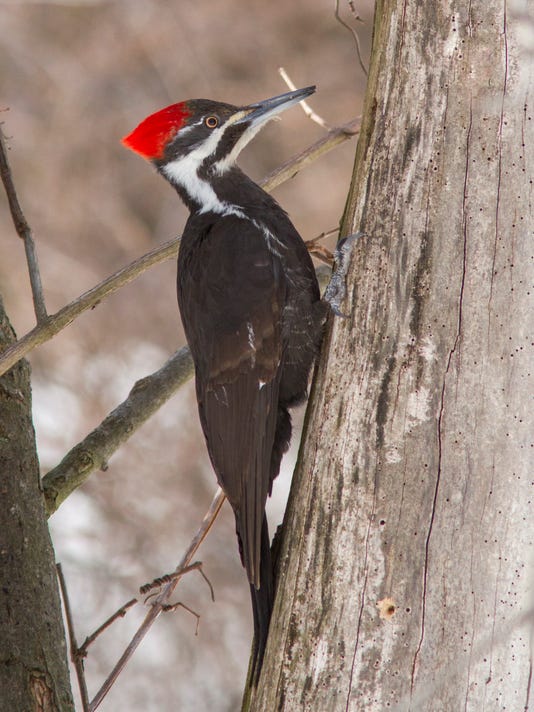 Image result for Pileated woodpecker