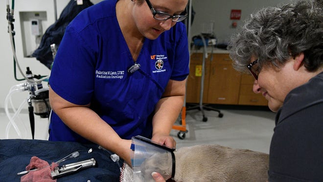 Dawn Hills, center, a licensed veterinary technician, and Sabrina Wilson, right, a veterinary assistant, prepare a cat named Baby for his anesthesia at UT College of Vet Medicine on June 9, 2017.